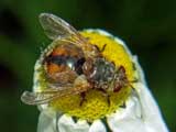 Tachina fera