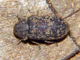 Xestobium rufovillosum