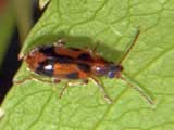 Notoxus monoceros