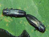 Agrilus cyanescens