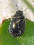 Morychus aeneus