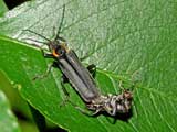 Cantharis obscura