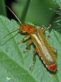 Rhagonycha fluva