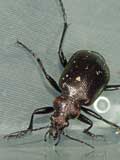 Calosoma inquisitor