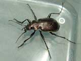 Calosoma inquisitor