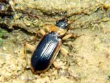 Nebria livida