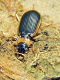 Nebria livida