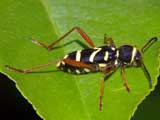 Clytus arietis