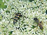 Leptura quadrifasciata