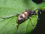 Pachytodes cerambyciformis