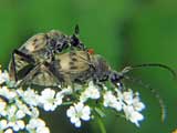 Pachytodes cerambyciformis