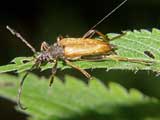 Stictoleptura rubra