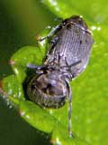 Bruchidius villosus