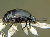 Galeruca tanaceti