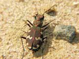 Cicindela hybrida