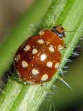 Calvia quatuordecimguttata