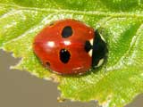 Coccinella 5punctata