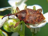 Curculio venosus