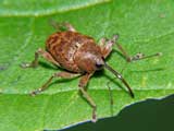 Curculio venosus