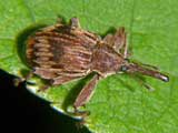 Furcipes rectirostris
