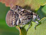 Strophosoma capitatum