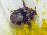 Anthrenus pimpinellae