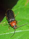 Ischnodes sanguinicollis