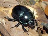 Anoplotrupes stercorosus