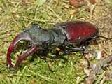 Lucanus cervus