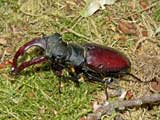 Lucanus cervus