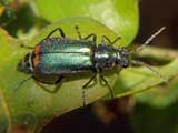 Malachius bipustulatus