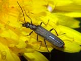 Oedemera lurida