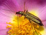 Oedemera virescens