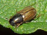 Aphodius prodromus