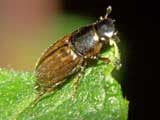 Aphodius prodromus