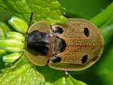 Xylodrepa quadripunctata