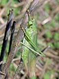 Tettigonia viridissima