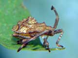 Enoplops scapha