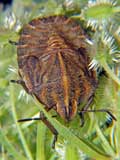 Graphosoma lineatum