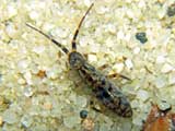 Isotomurus sp.