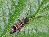 Orchesella flavescens