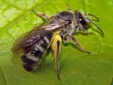 Andrena flavipes