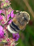 Bombus lucorum.