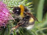 Bombus lucorum