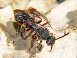 Nomada armata