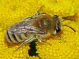 Colletes daviesanus