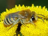 Colletes daviesanus