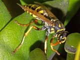 Polistes dominulus