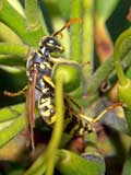 Polistes dominulus