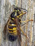 Dolichovespula saxonica